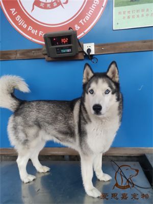 2024.11.15號在校狗狗體重照片----愛思嘉寵物寄養(yǎng)訓練學校