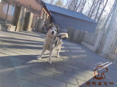 2024.11.17號在校狗狗照片----愛思嘉寵物寄養(yǎng)訓練學校