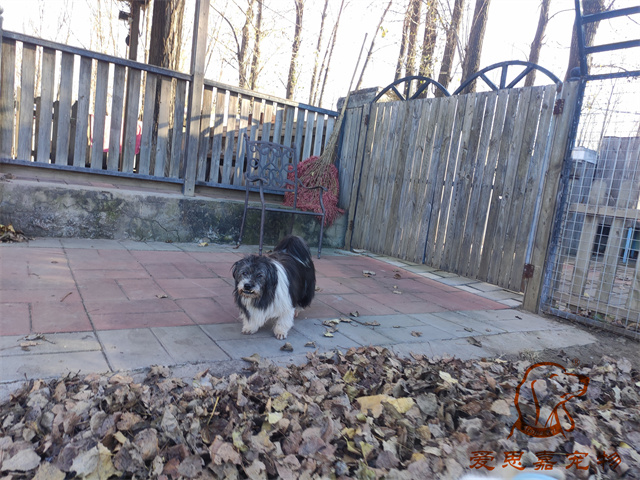 胖丫妞妞 (1).jpg