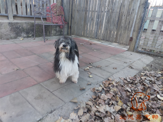 胖丫妞妞 (2).jpg