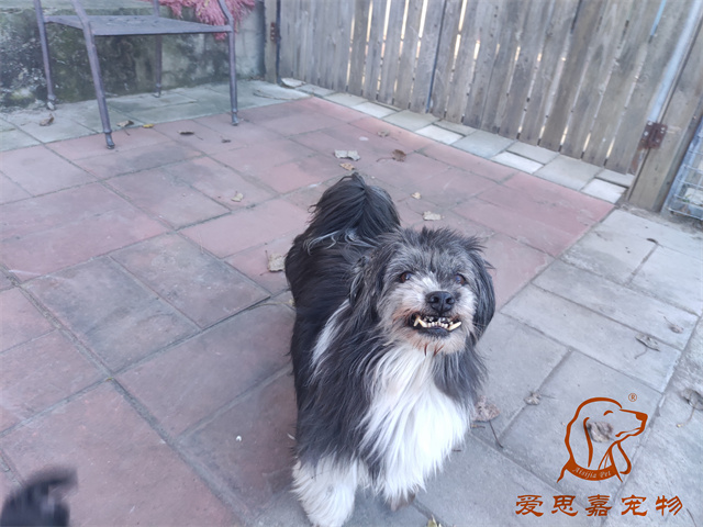 胖丫妞妞 (3).jpg