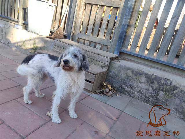 胖丫妞妞 (4).jpg