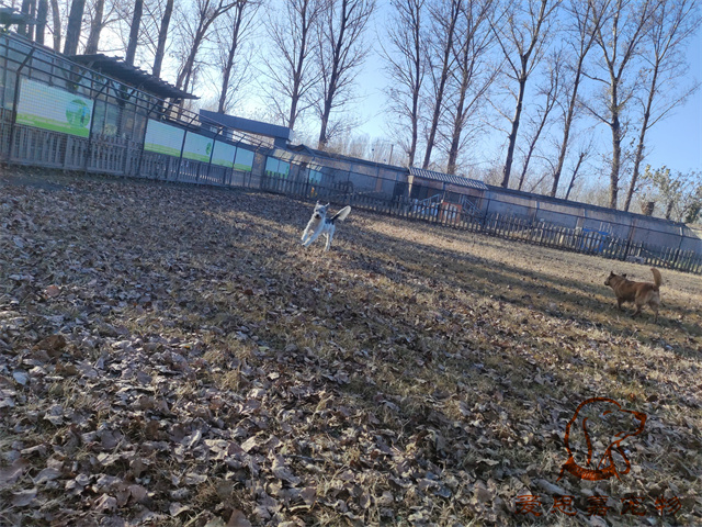 胖丫妞妞 (5).jpg