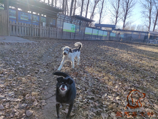 胖丫妞妞 (6).jpg