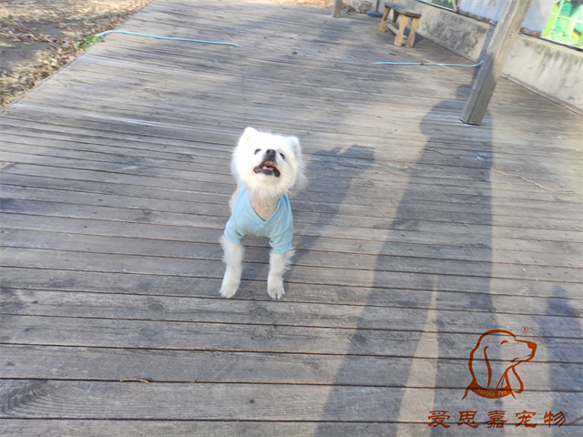 小白小黑 (1).jpg