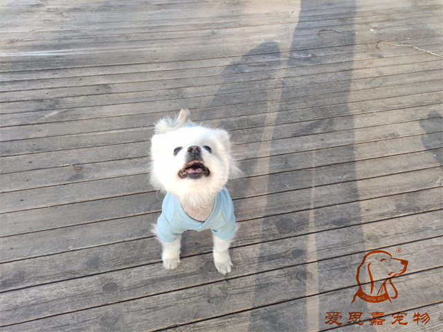 小白小黑 (2).jpg