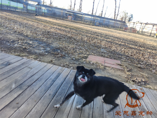 小白小黑 (4).jpg