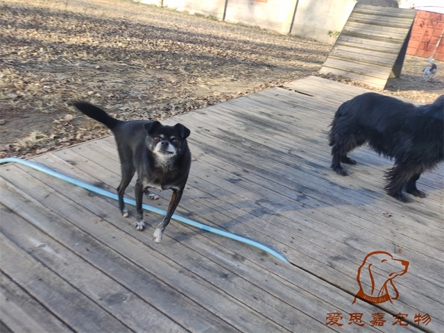 小白小黑 (5).jpg