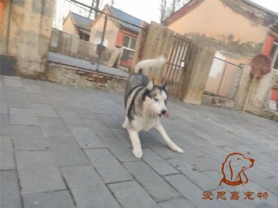 2024.11.18號在校狗狗照片----愛思嘉寵物寄養(yǎng)訓練學校