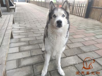 2024.11.19號在校狗狗照片----愛思嘉寵物寄養(yǎng)訓練學校