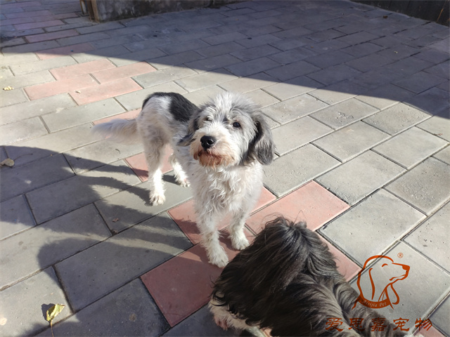 胖丫妞妞 (1).jpg