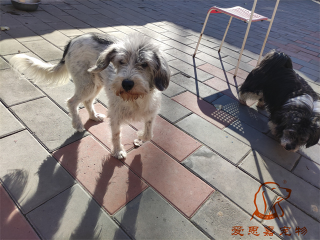 胖丫妞妞 (2).jpg