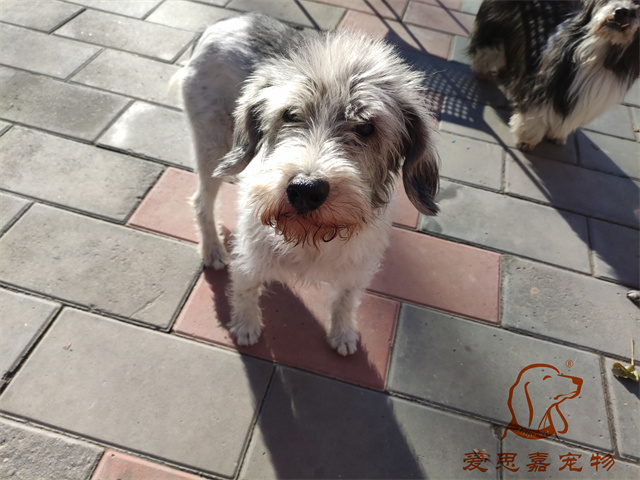 胖丫妞妞 (3).jpg