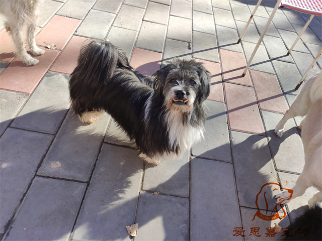 胖丫妞妞 (4).jpg