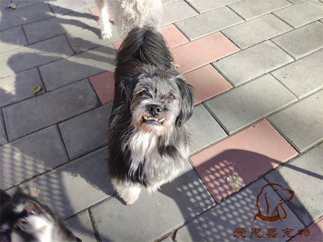 胖丫妞妞 (6).jpg