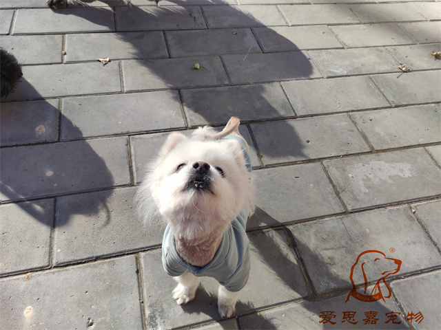 小白小黑 (1).jpg