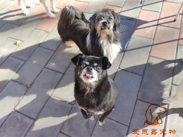 小白小黑 (4).jpg