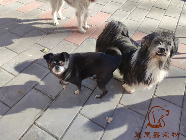 小白小黑 (5).jpg