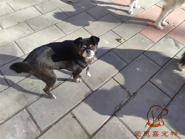 小白小黑 (6).jpg