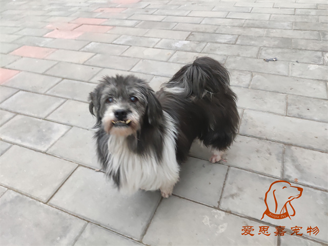 胖丫妞妞 (1).jpg