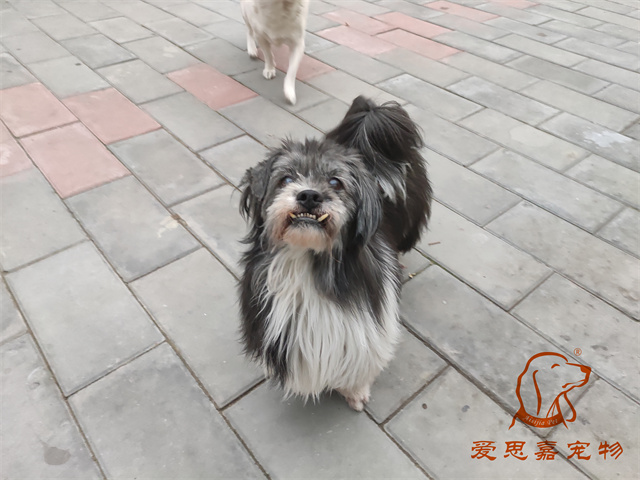 胖丫妞妞 (2).jpg