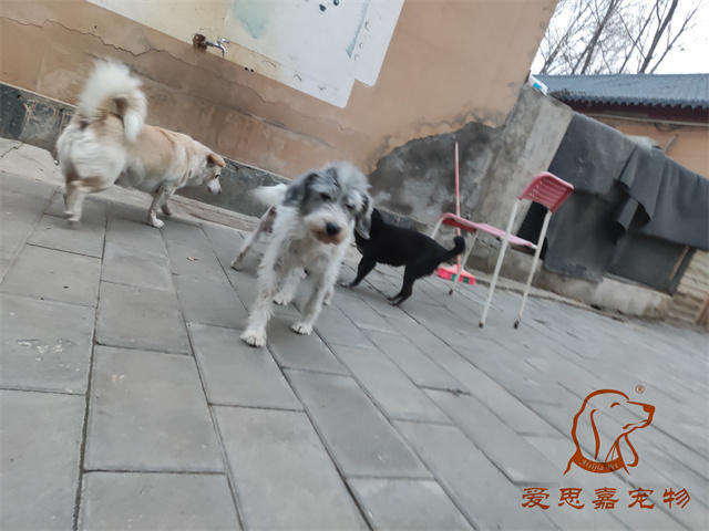 胖丫妞妞 (4).jpg