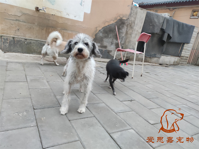 胖丫妞妞 (5).jpg