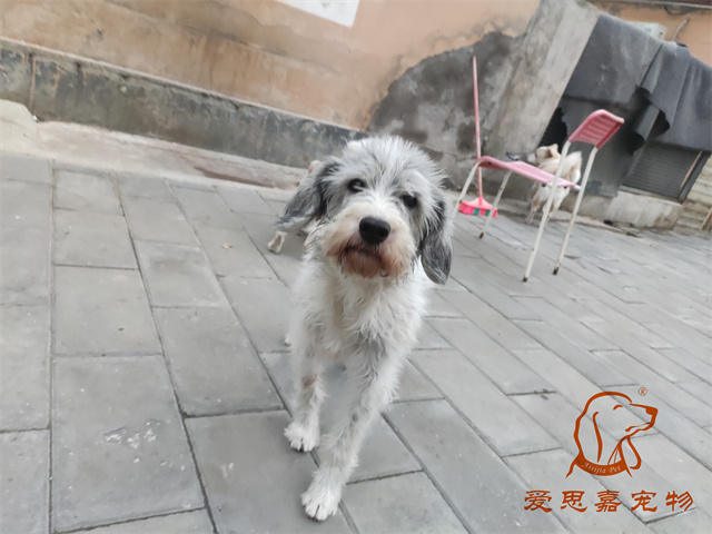 胖丫妞妞 (6).jpg