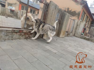 2024.11.24號在校狗狗照片----愛思嘉寵物寄養(yǎng)訓練學校