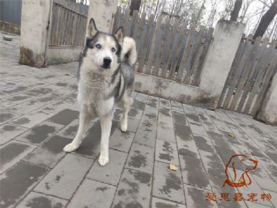 2024.11.25號在校狗狗照片----愛思嘉寵物寄養(yǎng)訓練學校