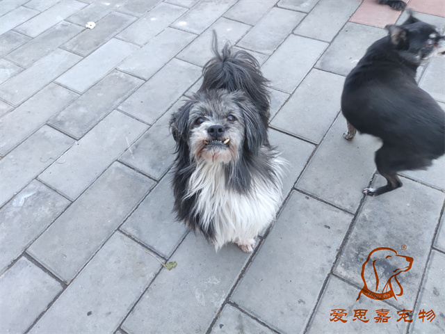 胖丫妞妞 (1).jpg