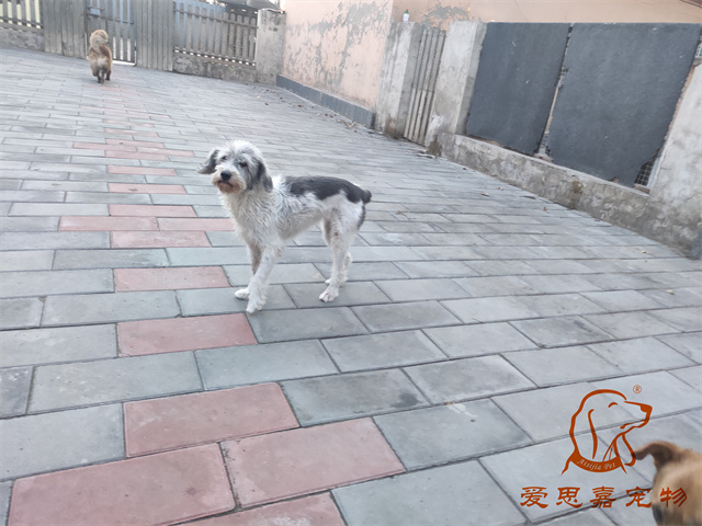 胖丫妞妞 (5).jpg