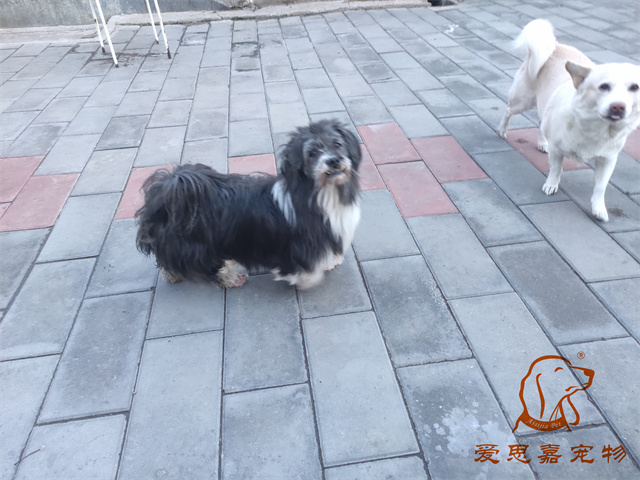 胖丫妞妞 (6).jpg