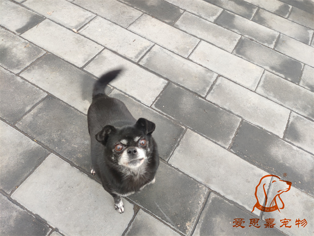 小白小黑 (1).jpg