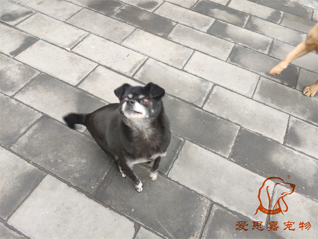 小白小黑 (2).jpg