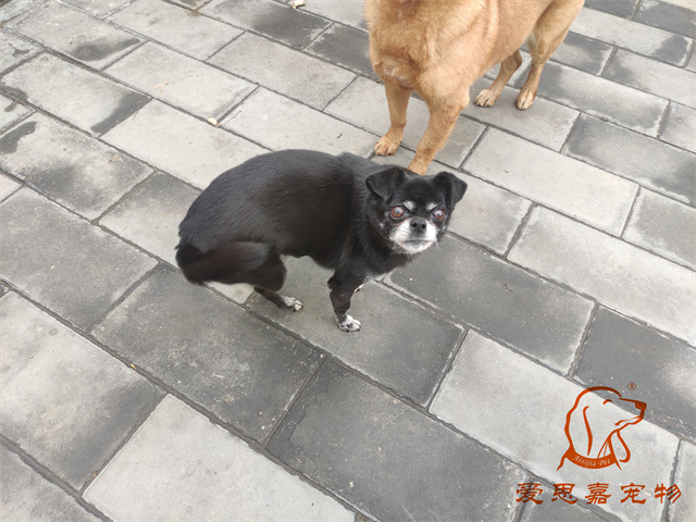 小白小黑 (3).jpg