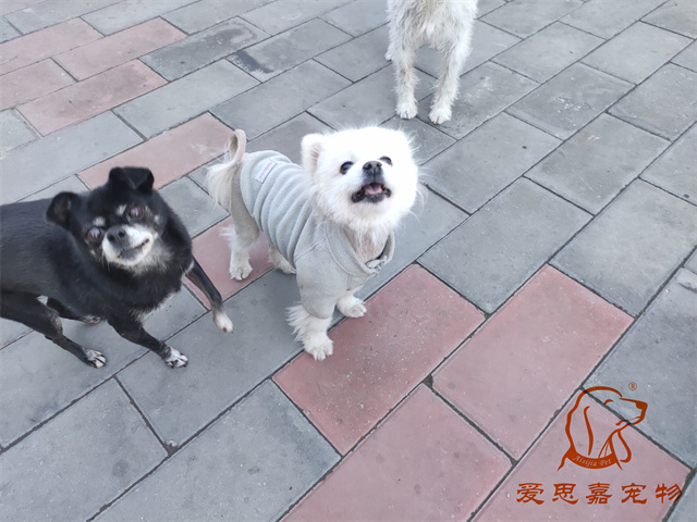 小白小黑 (4).jpg