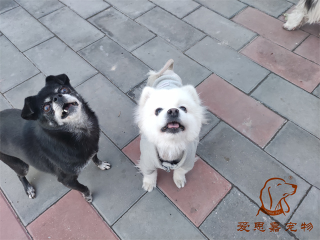 小白小黑 (5).jpg