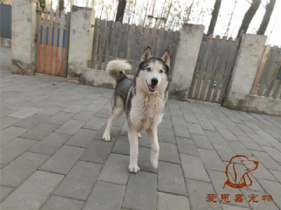 2024.11.26號在校狗狗照片----愛思嘉寵物寄養(yǎng)訓練學校