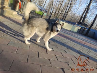 2024.11.27號在校狗狗照片----愛思嘉寵物寄養(yǎng)訓練學校