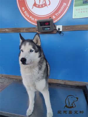 2024.11.28號在校狗狗體重照片----愛思嘉寵物寄養(yǎng)訓練學校