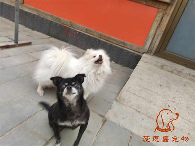 小白小黑 (1).jpg