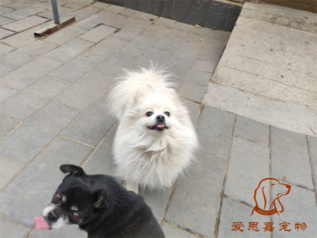 小白小黑 (2).jpg