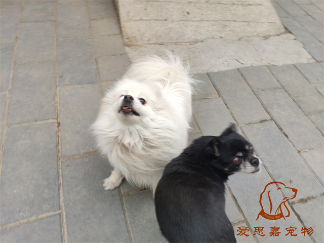 小白小黑 (3).jpg