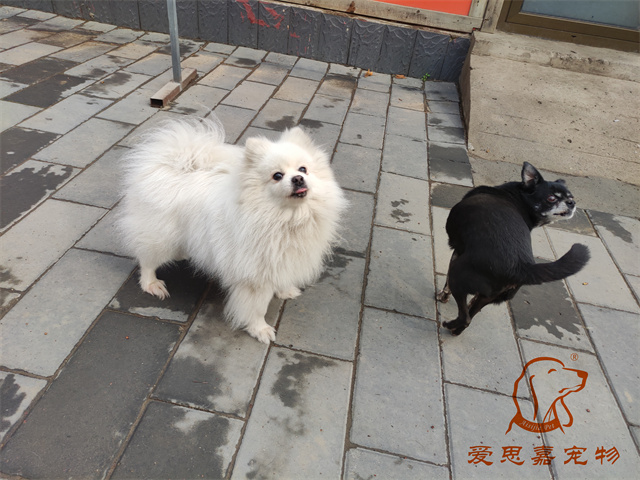 小白小黑 (1).jpg