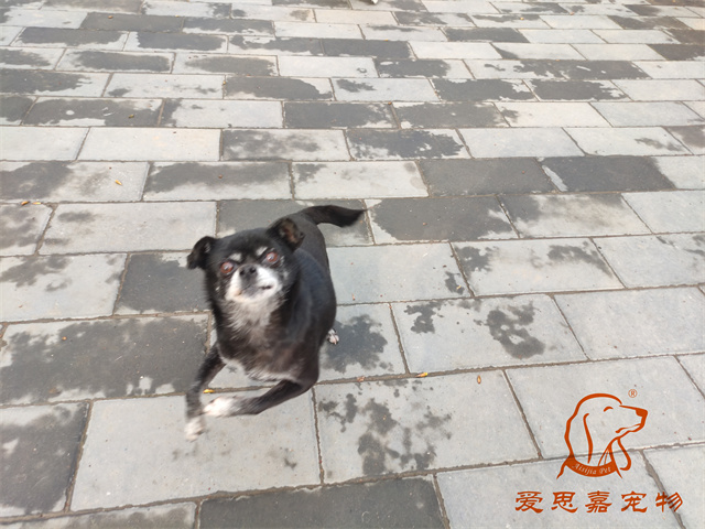 小白小黑 (4).jpg