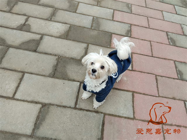 夯夯 (2).jpg