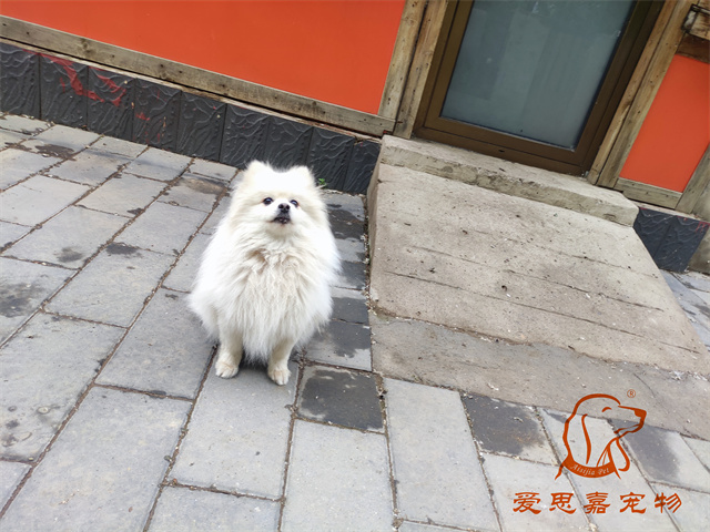小白小黑 (1).jpg