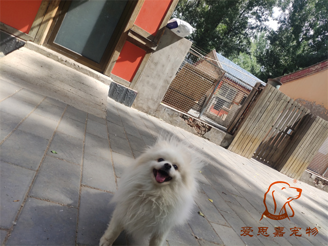 小白小黑 (1).jpg