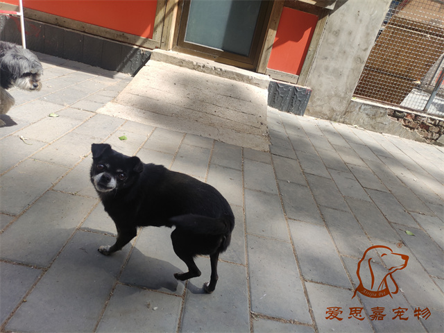 小白小黑 (2).jpg